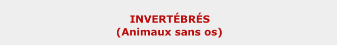 invertebres